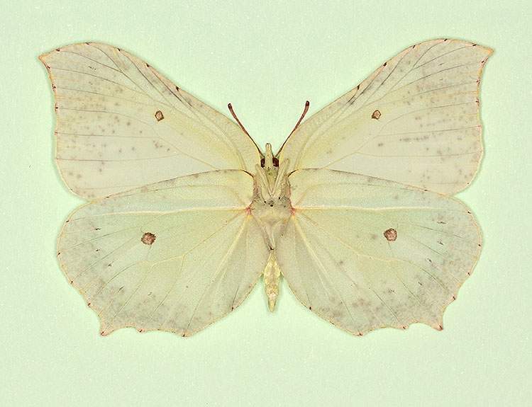 Gonepteryx rhamni female (aberrant form rubescens, verso) (Internet Image property of respective owner, non-commercial use only)